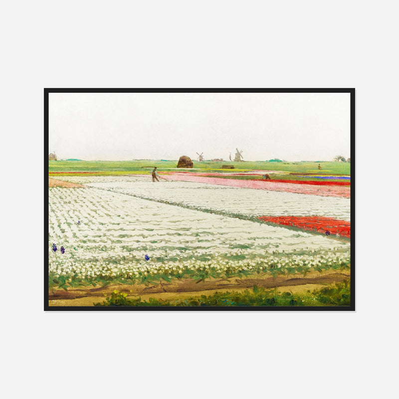 Rows of Tulips — front view in a black frame