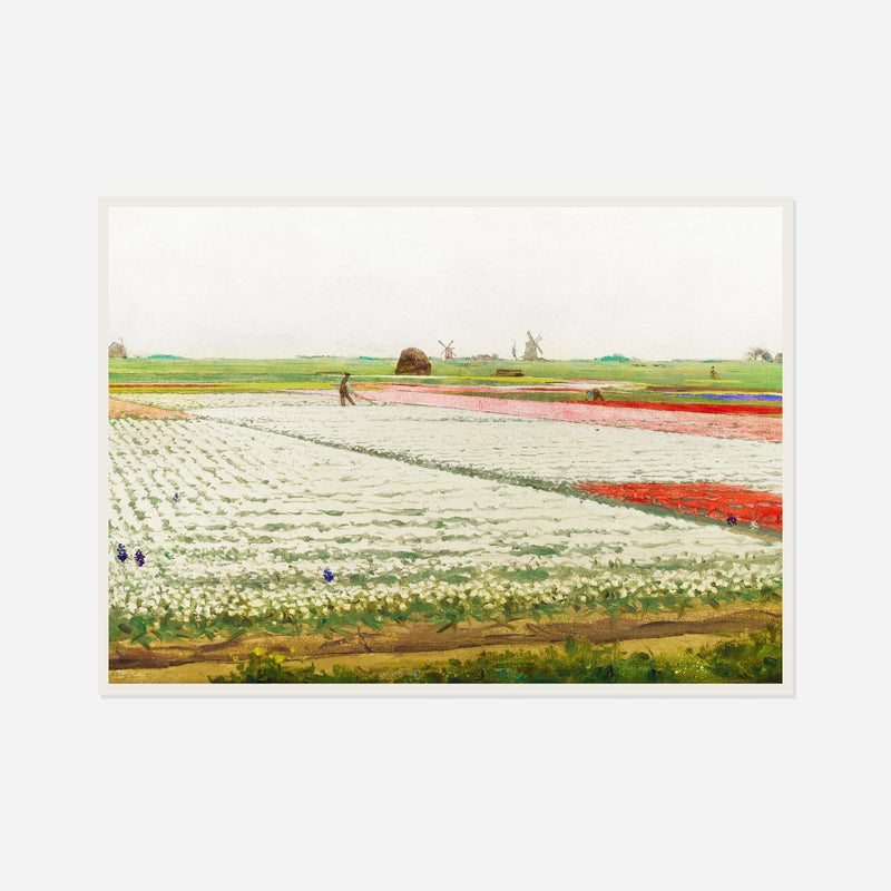 Rows of Tulips — front view in a white frame