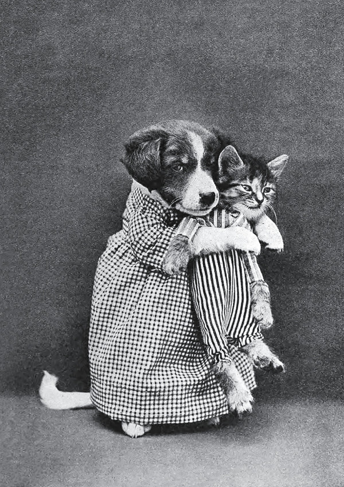 Miss Kindeyes Vintage Animal Print by Harry Whittier Frees (1915) — front view in a black frame