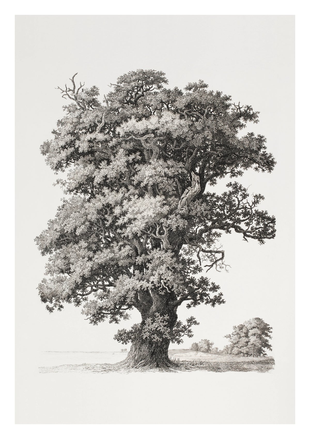 Studies after Nature Tree Art Print by S. H. Petersen. Fine branches and leaves build a carefully observed tree in this study by S