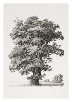 Studies after Nature Tree Art Print by S. H. Petersen. Fine branches and leaves build a carefully observed tree in this study by S