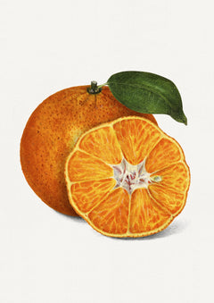 Tangerine Botanical Illustration Art Print. A botanical tangerine illustration from the USDA Pomological Watercolor Collection