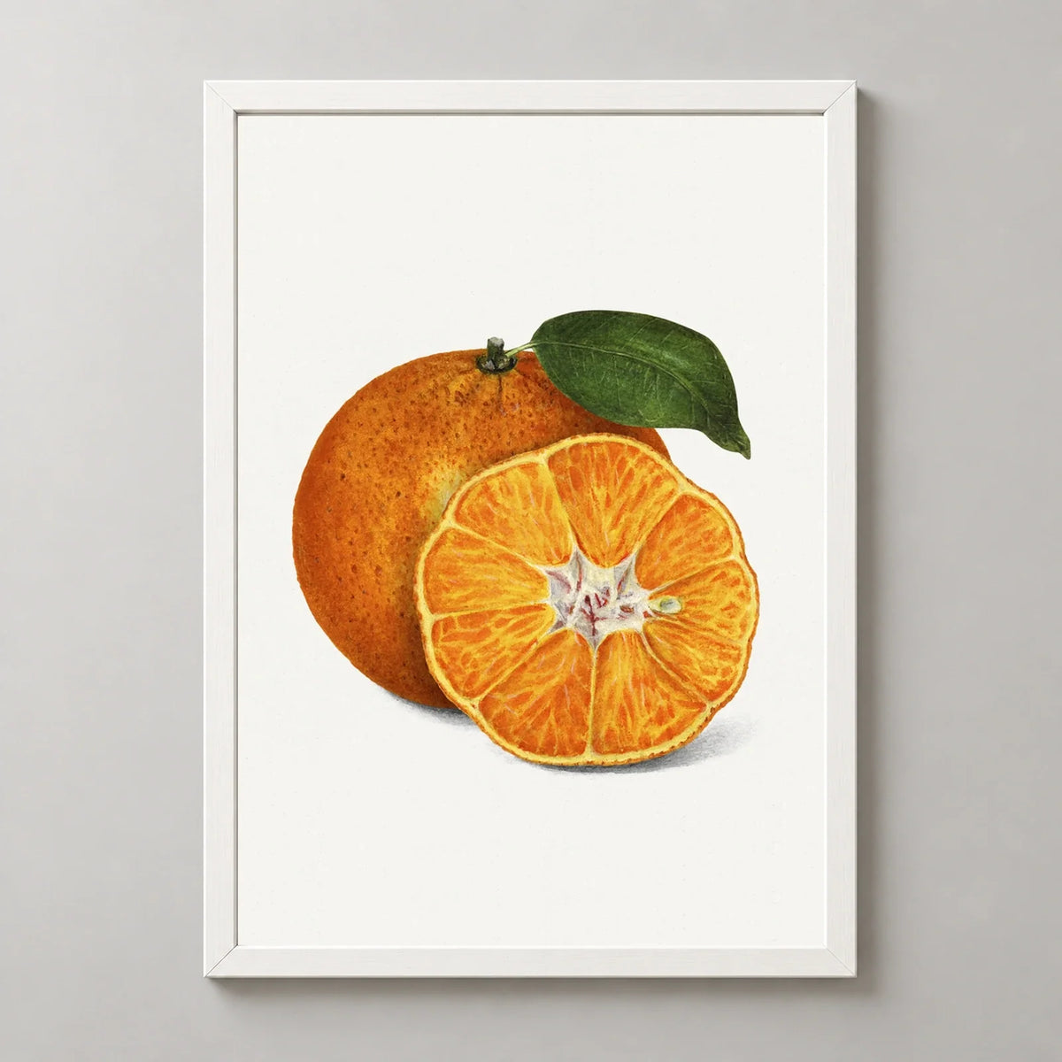 Tangerine Botanical Illustration Art Print in a white frame, front view