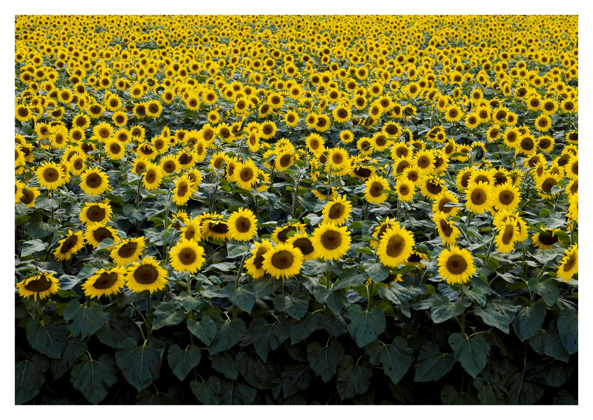 Wisconsin Sunflower Field Photographic Print. Rows of golden sunflowers fill this Wisconsin field photograph by Carol M