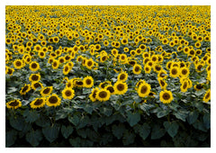 Wisconsin Sunflower Field Photographic Print. Rows of golden sunflowers fill this Wisconsin field photograph by Carol M