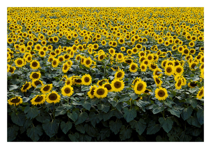 Wisconsin Sunflower Field Photographic Print