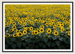 Wisconsin Sunflowers in a black frame; landscape front-view mockup