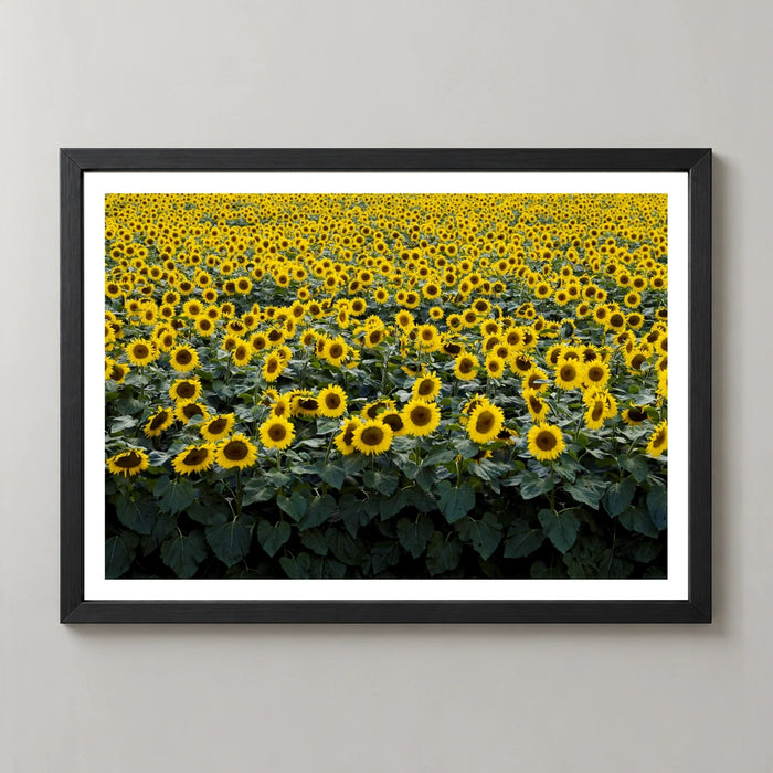 Wisconsin Sunflower Field Photographic Print