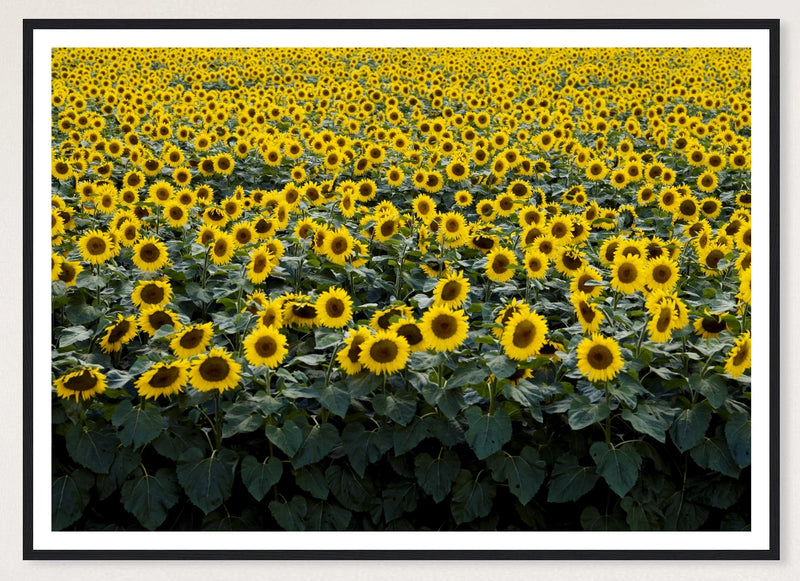 Wisconsin Sunflowers in a black frame; landscape front-view mockup