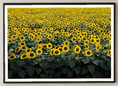 Wisconsin Sunflower Field Photographic Print in a black frame; close-up of the framed artwork.
