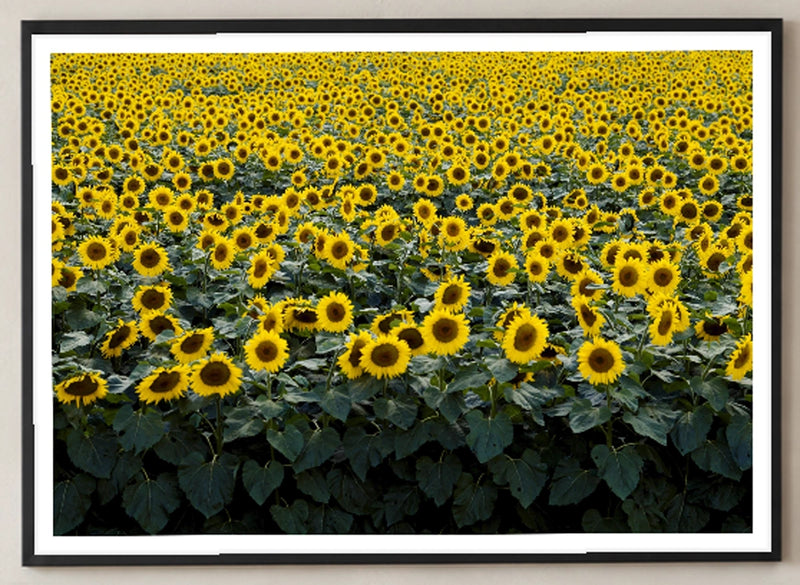Wisconsin Sunflower Field Photographic Print in a black frame; close-up of the framed artwork.