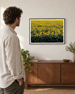 Wisconsin Sunflower Field Photographic Print in a black frame; styled viewer landscape setting.