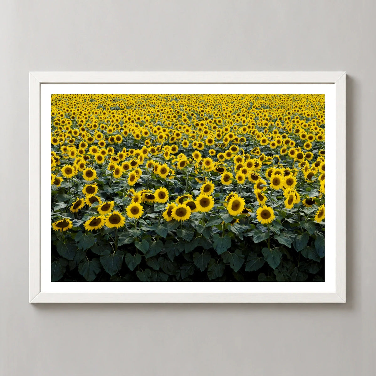 Wisconsin Sunflower Field Photographic Print in a white frame, front view