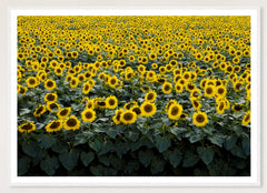 Wisconsin Sunflowers in a white frame; landscape front-view mockup
