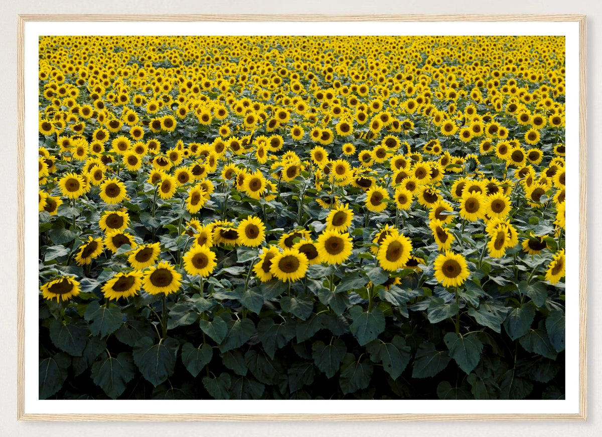 Wisconsin Sunflowers in a natural wood frame; landscape front-view mockup