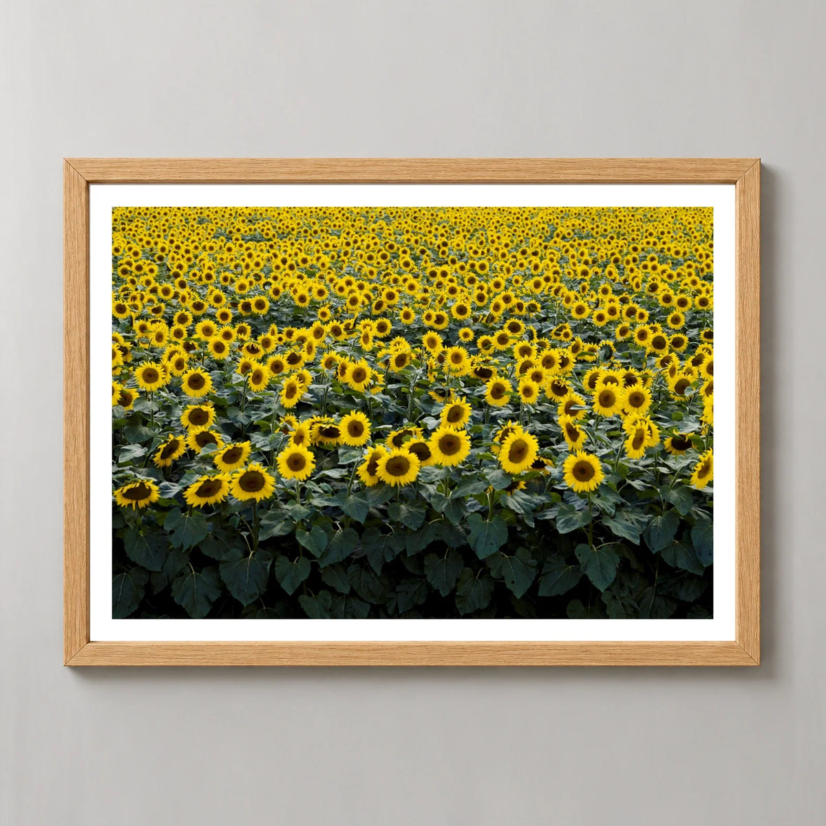 Wisconsin Sunflower Field Photographic Print in a natural wood frame, front view