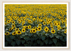 Wisconsin Sunflowers in a natural wood frame; landscape front-view mockup