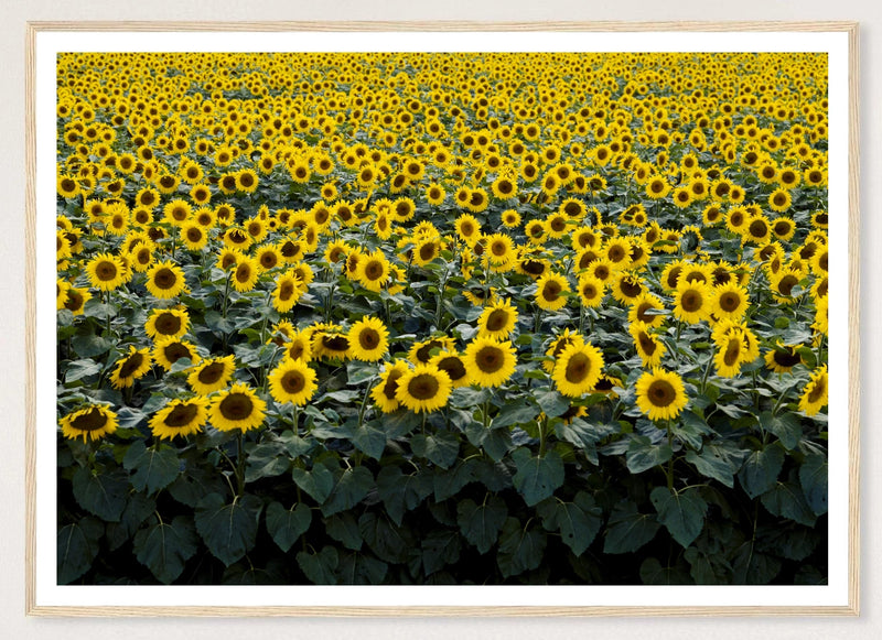 Wisconsin Sunflowers in a natural wood frame; landscape front-view mockup